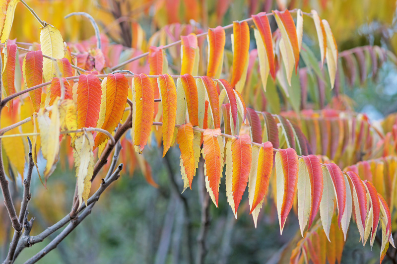 Gehölze mit Herbstlaub voller Leuchtkraft