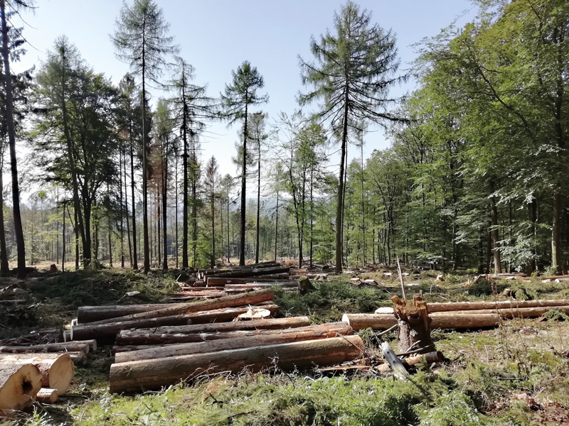 Holzmarkt profitiert nun von Schnittholzmarkt