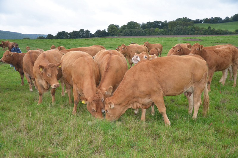 Limousin im Mittelpunkt