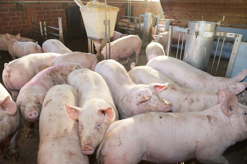 Bauernverband fordert Unterstützung für Schweinehalter