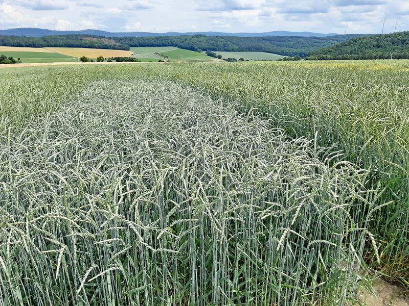 Dinkel: So gelingt der Anbau des Trendgetreides