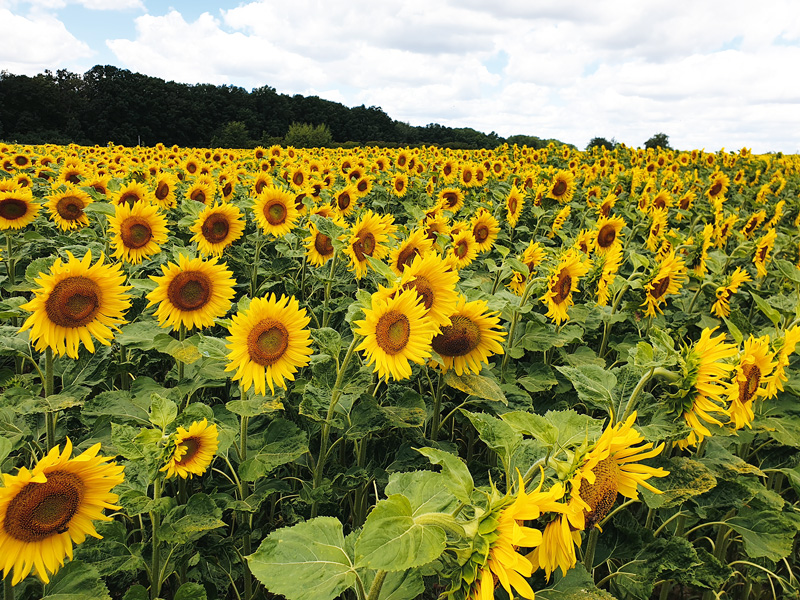 Sonnenblumen kommen mit Durststrecken zurecht