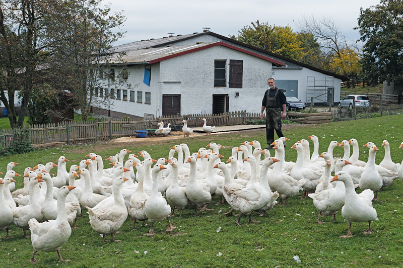 Gänsebraten am Martinstag