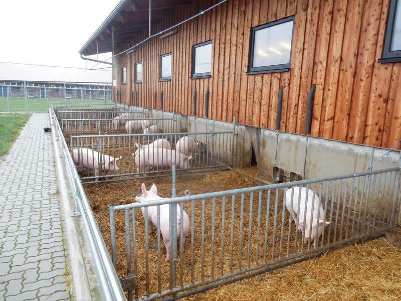 Der Bio-Schweinemarkt ist eine Nische