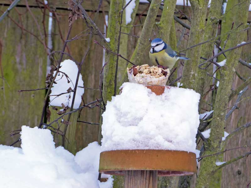 Anregungen für selbst gemachtes Vogelfutter