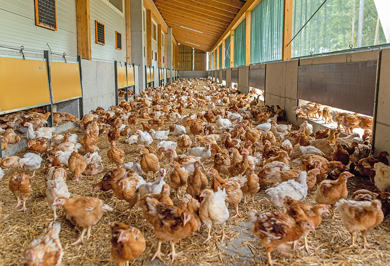 Auch bei Masthühnern für Abwechslung im Stall sorgen