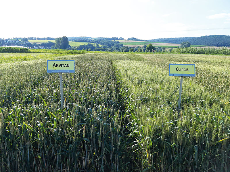 2021 war der Ertragsabstand zu Winterweizen extrem gering