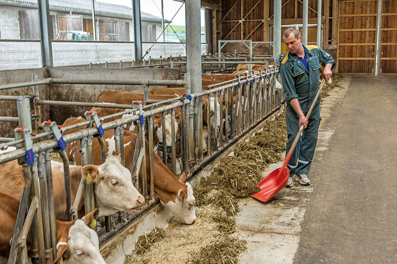 Daten erfassen für mehr Tierwohl