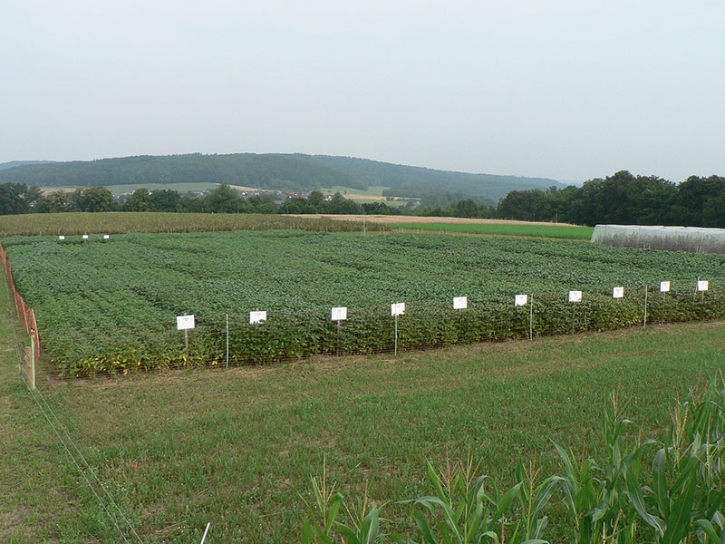 Körnerleguminosen sind immer noch Nischenprodukt