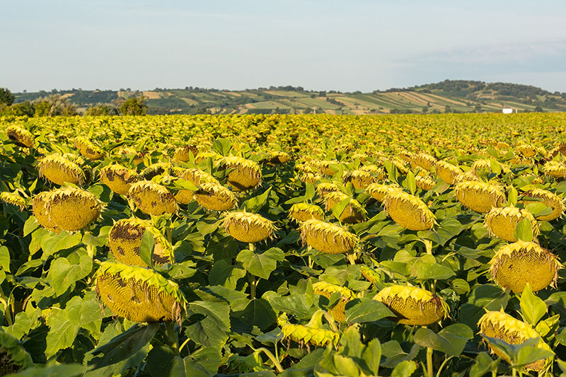 Sonnenblumen werden vielseitig verwertet