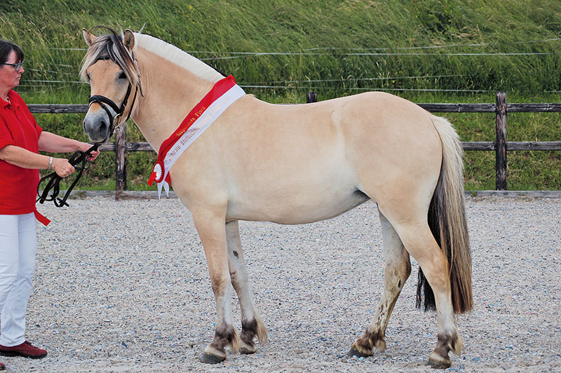 Hohe Qualität bei hessischen Pferden und Ponys