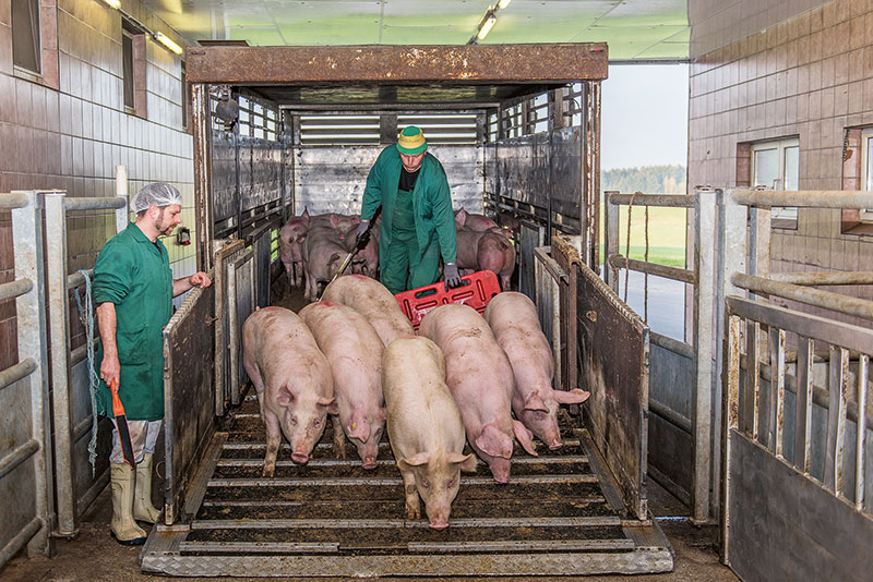 EU-Schlachtschweinenotierungen driften auseinander