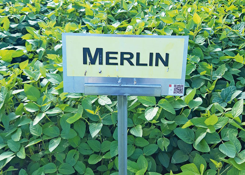 Höchststand bei heimischer Sojabohnenproduktion