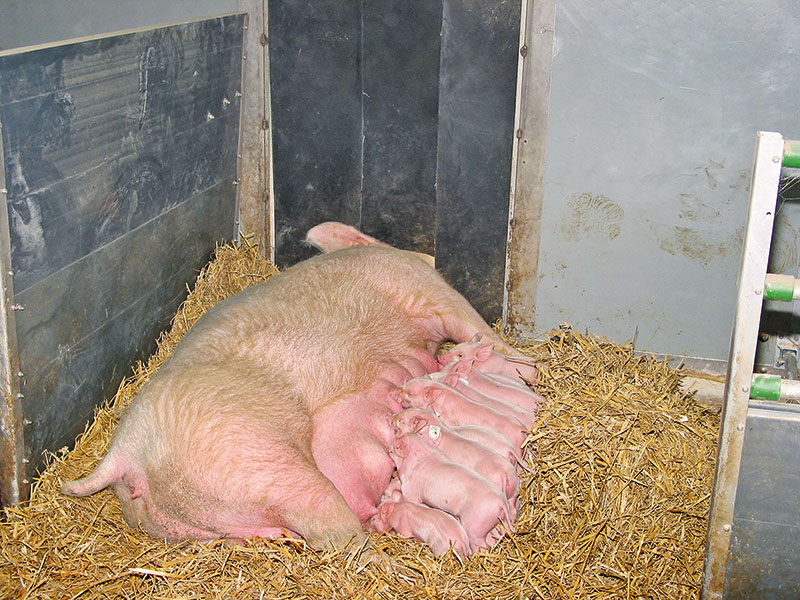 Wie sind die Erfahrungen mit Freilaufbuchten?