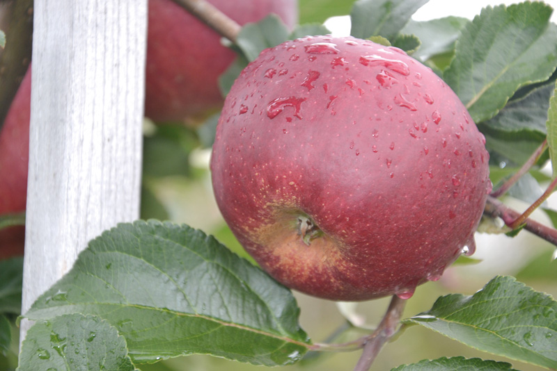 Immer weniger Pflanzenschutz, Obstbau im Zugzwang
