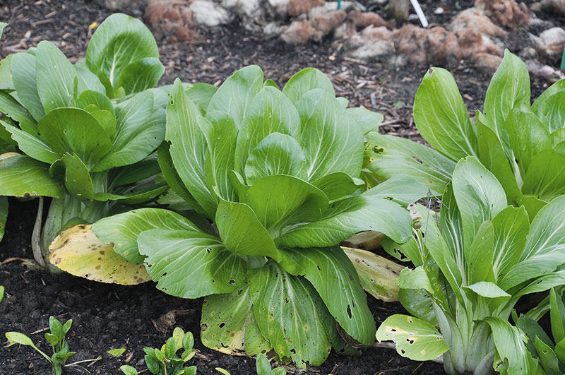 Bunte Vielfalt im Beet