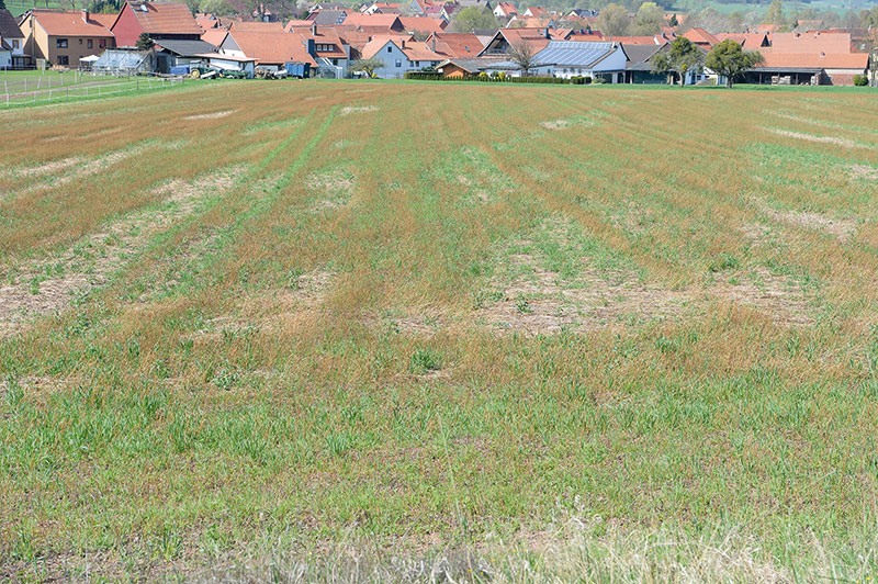Agrarminister streiten über Nutzung von Brachflächen