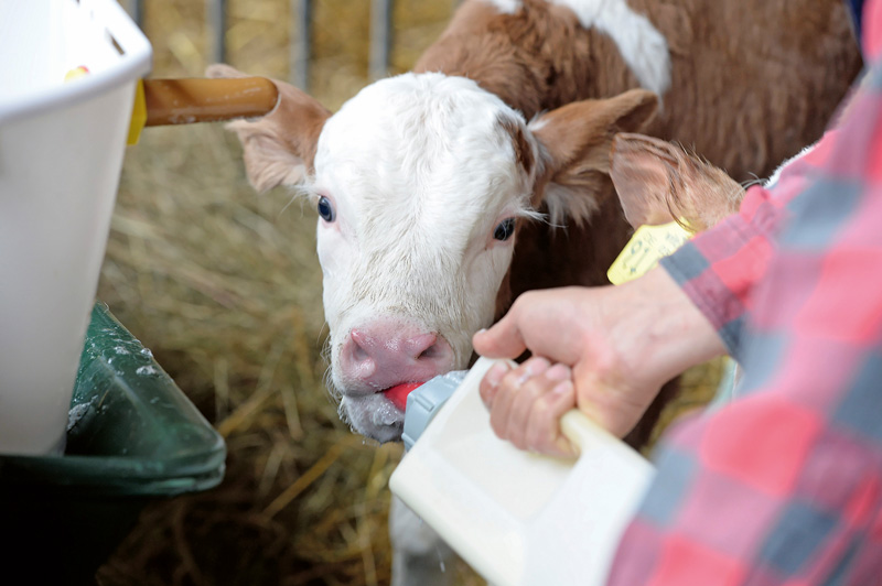 Kälber in ersten fünf Tagen mit Transitmilch versorgen