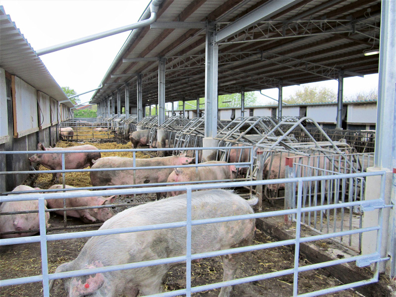 Bieten Bioschweine Chancen?