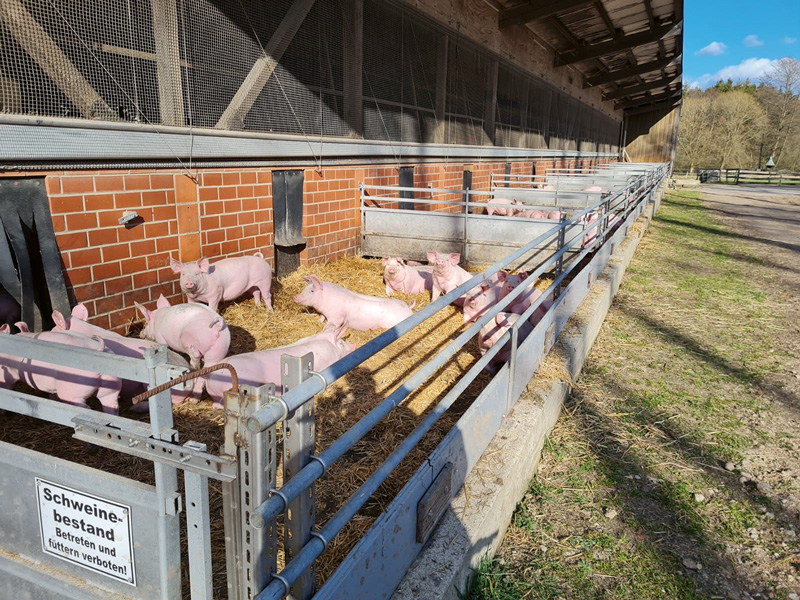 Mit guter Vermarktung in der Schweinehaltung Geld verdienen