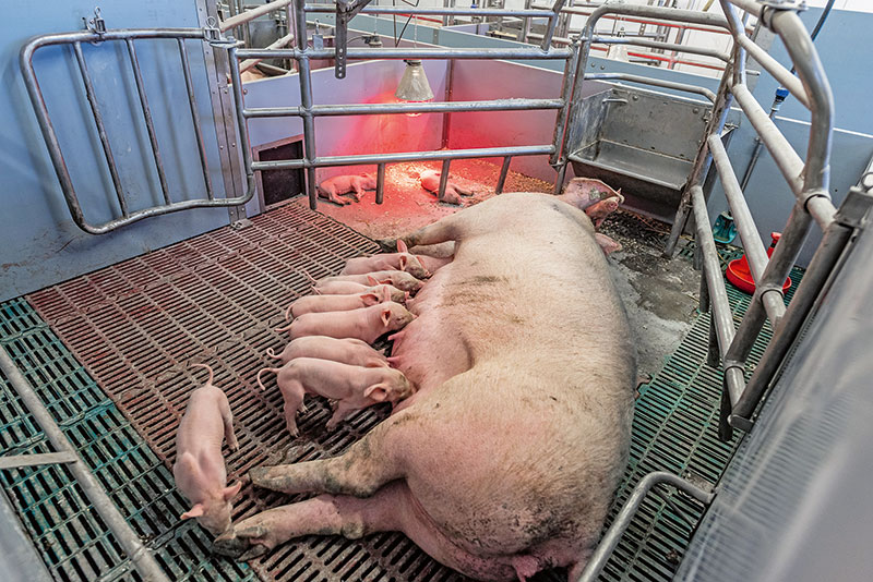 Futteraufnahme der Sauen – im Sommer wird es schwierig