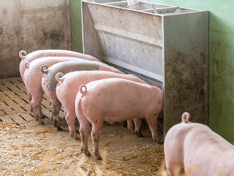 Wie viel Roggen in die Schweineration? 