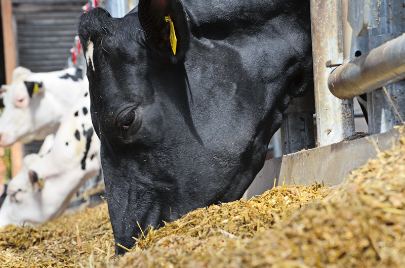 Kaum verwertbare Pflanzen werden zu Milch und Fleisch 