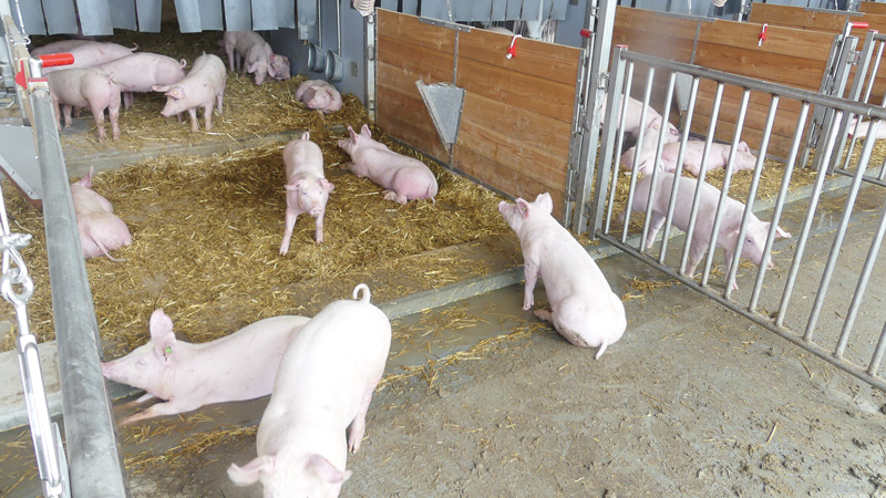 Suhle ist eine willkommene Abkühlung für Schweine