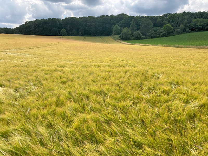 Herbstaussaaten lassen auf gute Erträge hoffen