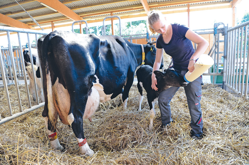 Kolostrum: Hygiene ist oberstes Gebot