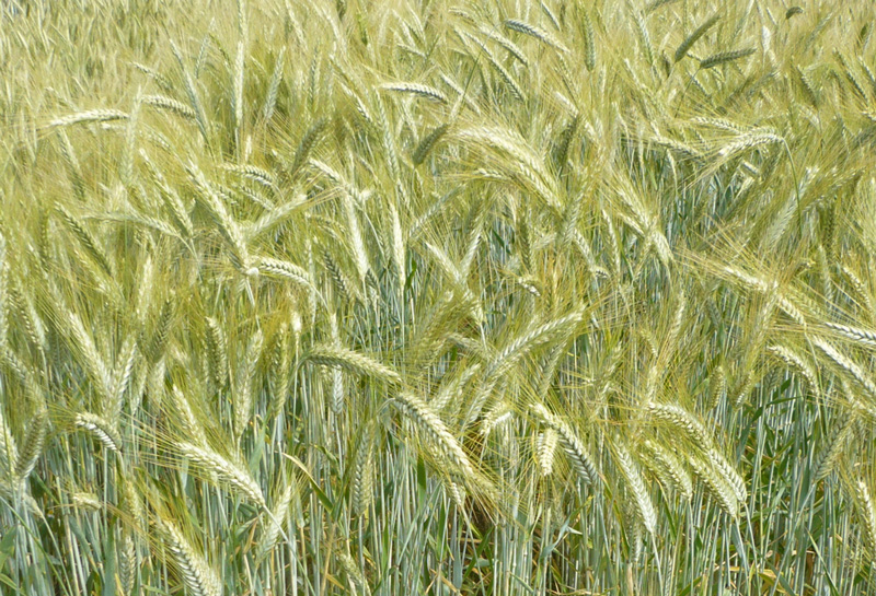 Öko-Landessortenversuche Wintertriticale und Winterroggen