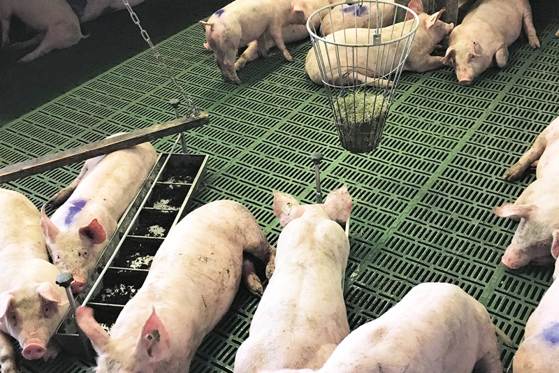 Schweinehaltung fit machen für den Kupierverzicht 