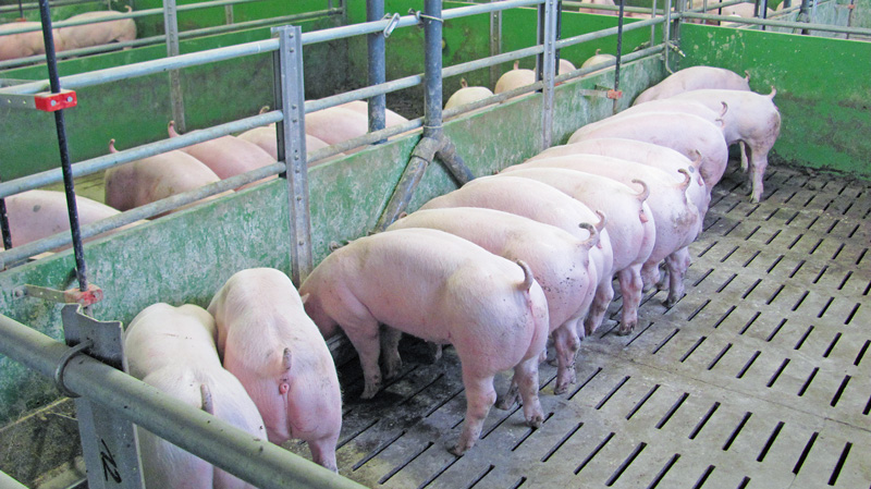 Mastschweine: N- und P-Ausscheidungen senken, Sojaschrot sparen
