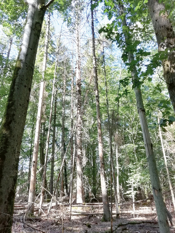 Waldbesitzer vor historischen Herausforderungen