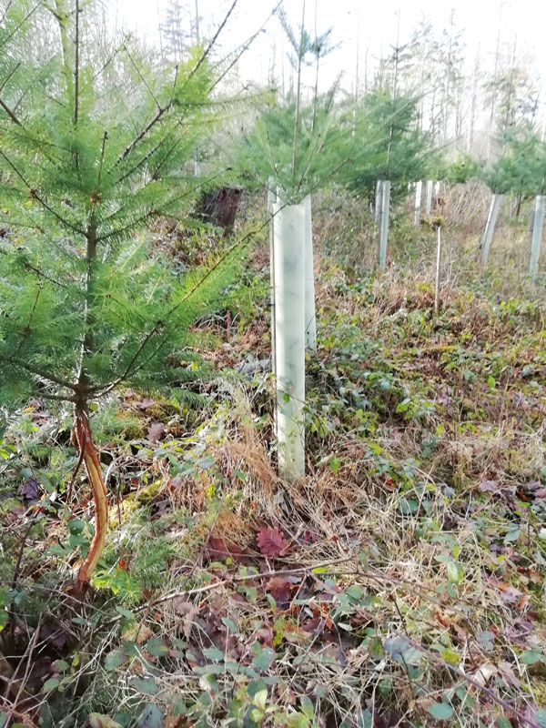 Geringere Mengen wegen Trockenheit und Hitze