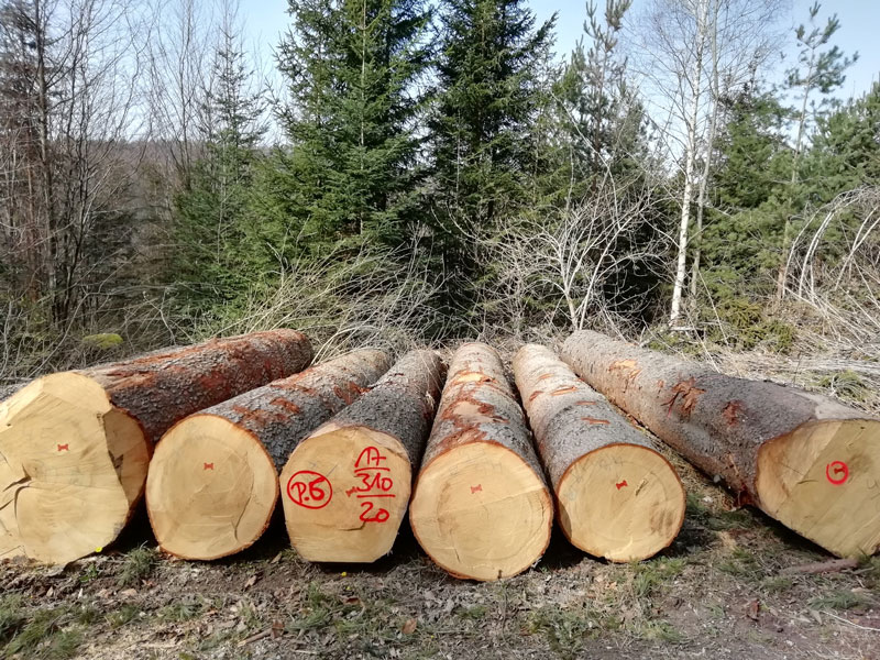 Waldbesitzer in Rheinland-Pfalz handelten korrekt