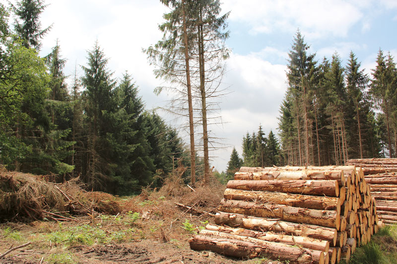 Holzvermarktung in Hessen – Struktur und Holzmarkt