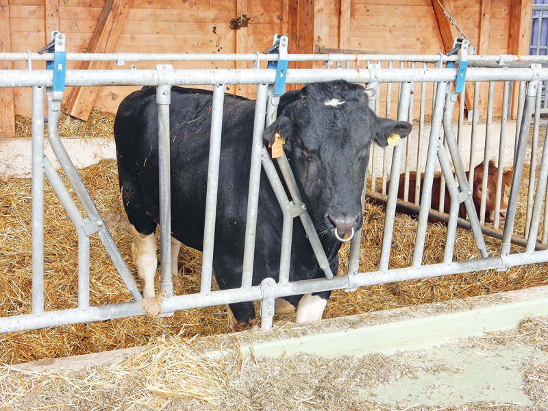 Sicherheit und Arbeitsschutz in der Rinderhaltung erhöhen
