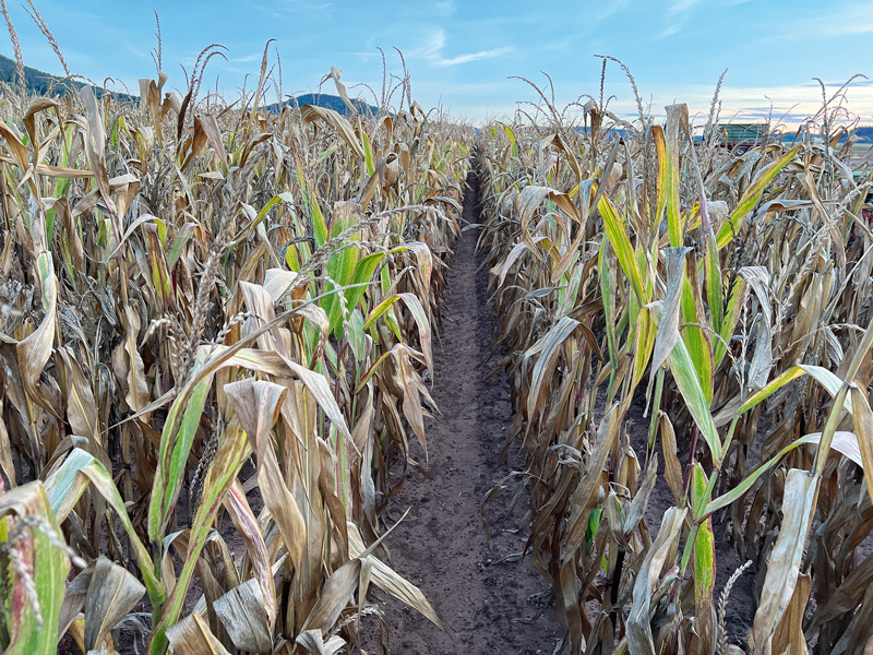Maissilagen 2022: trocken, energiearm und faserreich