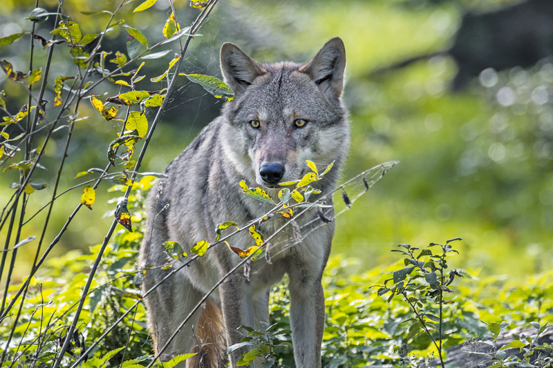 EU-Parlament für Anpassung des Wolf-Schutzstatus