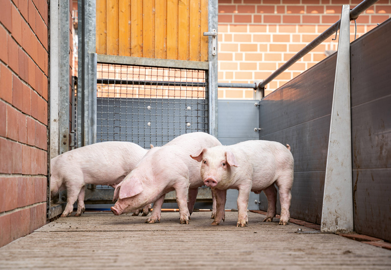 lwheute.de Salmonellenbekämpfung ist komplex und oft langwierig