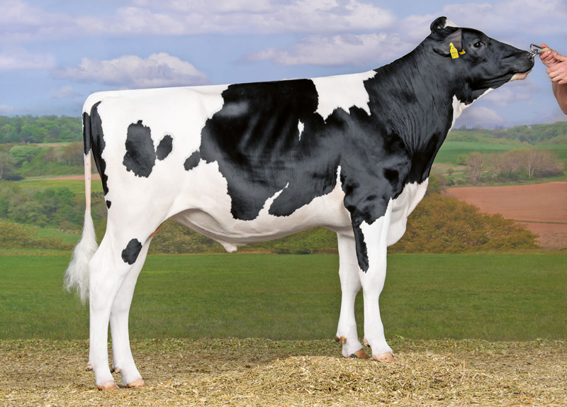 Bullenempfehlungen der Landwirtschaftskammer Rheinland-Pfalz
