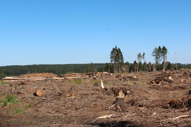 Waldeigentümer ziehen durchwachsene Jahresbilanz