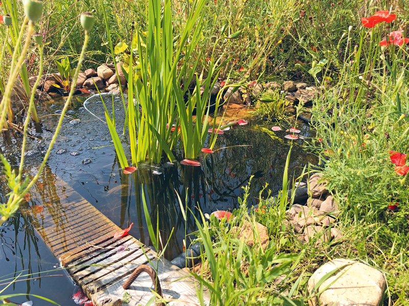 Naturnahen Gartenteich anlegen und pflegen