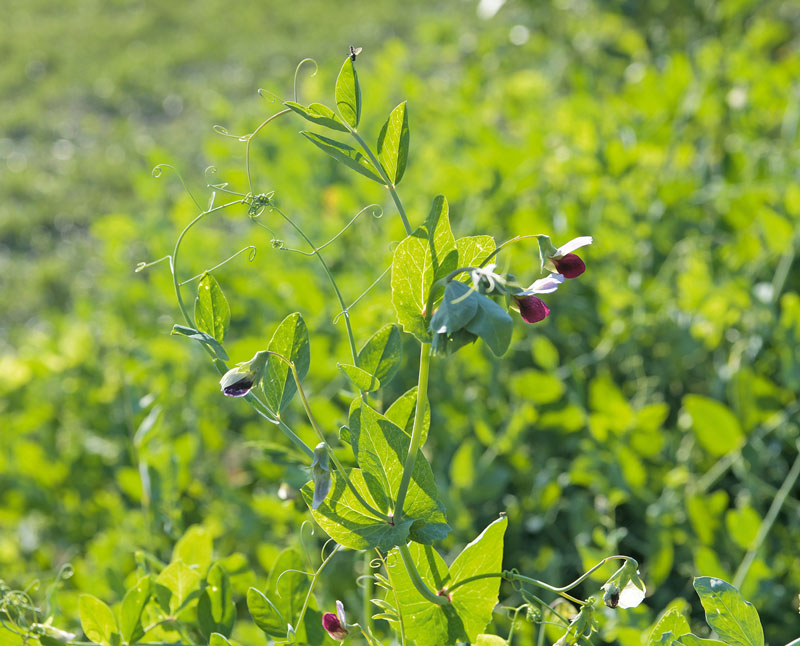 „LeguNet“ nimmt auch in Rheinland-Pfalz Arbeit auf 