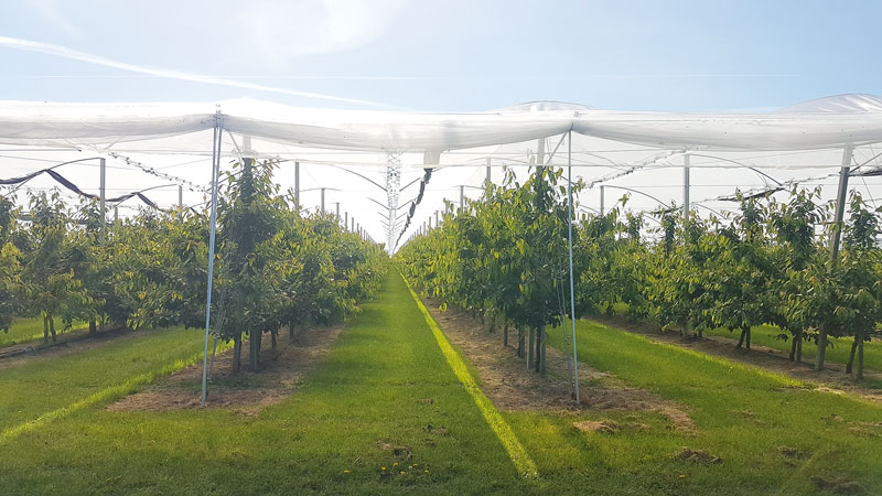 Es wird immer enger für die Obstbaubetriebe