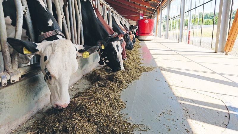 Energie und Arbeitszeit sparen in Milchviehbetrieben