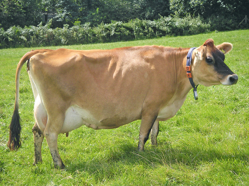 Jerseykühe sind hitzetoleranter als Holsteins