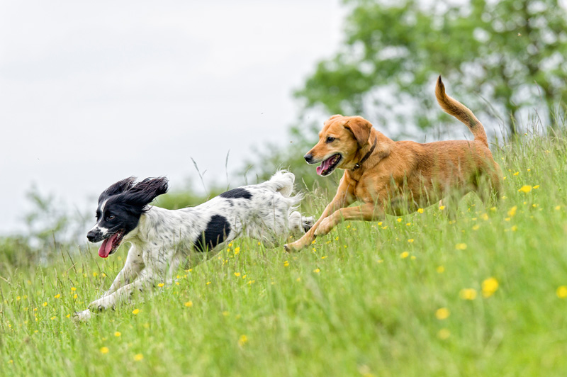 Zeckenschutz beim Hund 