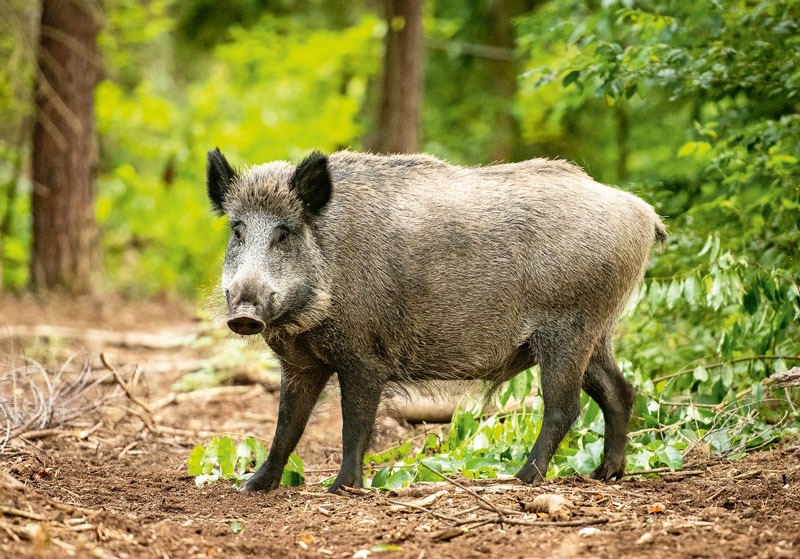 Afrikanische Schweinepest – das Verhalten der Wildschweine untersucht